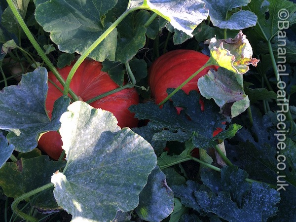 home grown pumpkins for our Banana And Pumpkin Loaf Cake Recipe